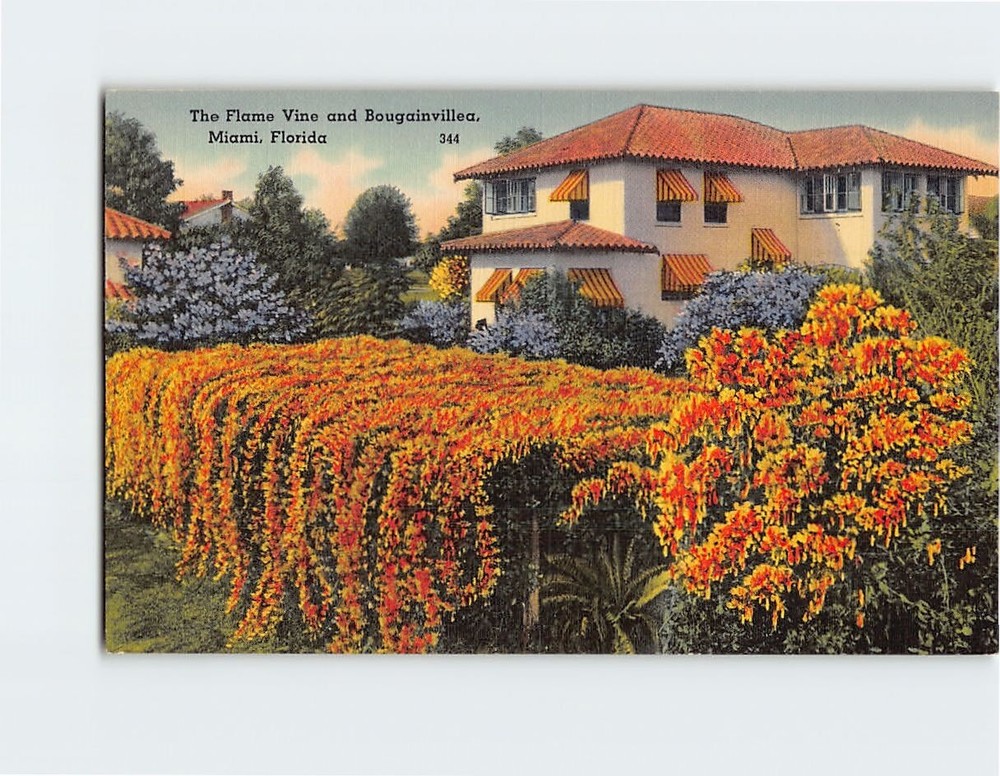 Postcard The Flame Vine & Bougainvillea Miami Florida USA