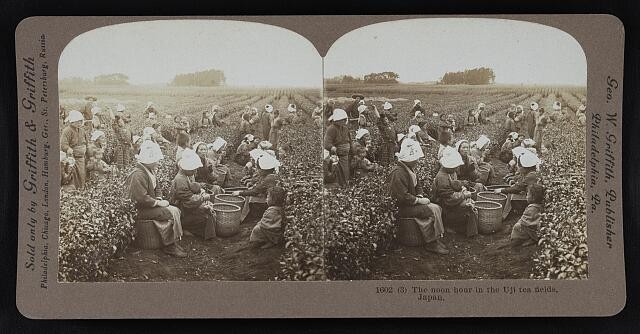 Photo:Uji Japan 1905 Tea Fields Workers Noon Hour Harvesting