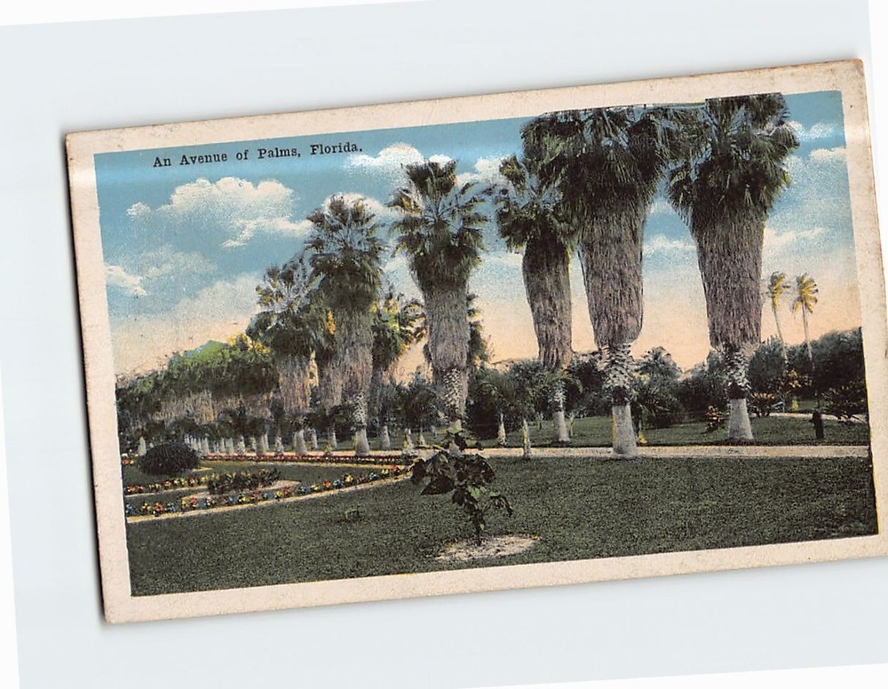 Postcard An Avenue of Palms Florida USA