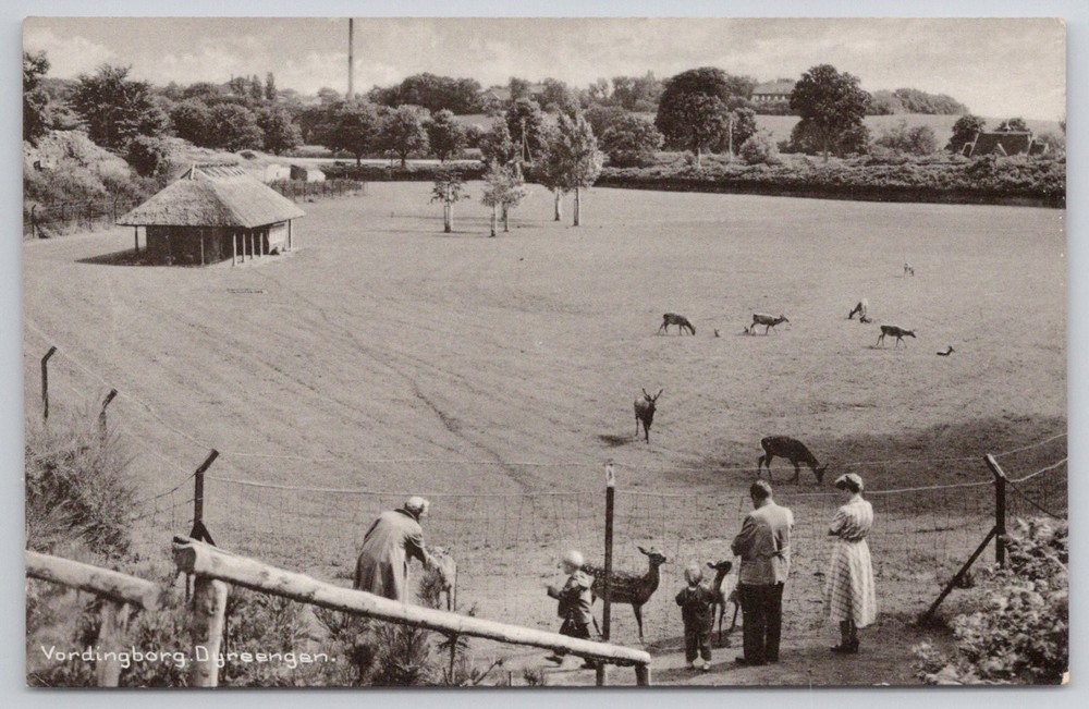 Vordingborg Dyreengen Denmark RPPC Deer Park Thimes Forlag Postcard