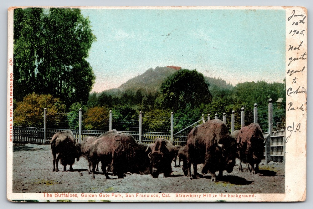Animal~Buffaloes Golden Gate Park San Francisco CA~Vintage Postcard