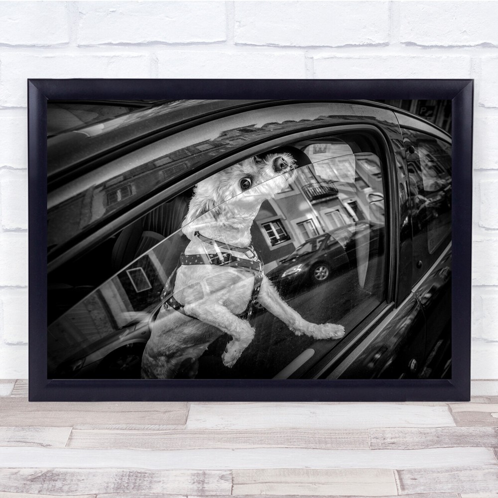 Dog Street Urban Window Monochrome Candid Animal Pet Hi There Wall Art Print