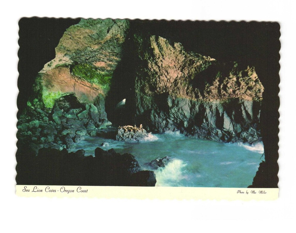 Sea Lion caves Oregon coast Vintage postcard Unposted
