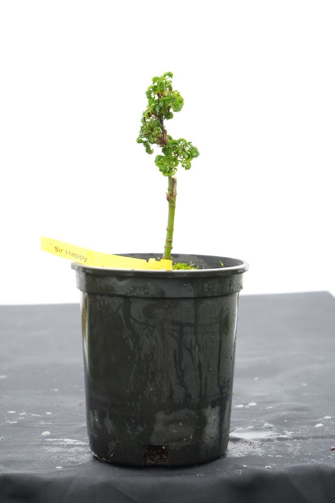 Acer palmatum 'Sir Happy' Ultra-Dwarf Japanese Maple 1 gallon (Super Rare)-image