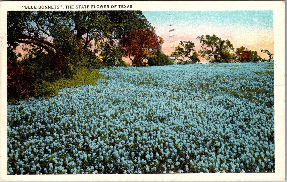 Texas Bluebonnets Linen Postcard State Flower Field Vintage [AB]