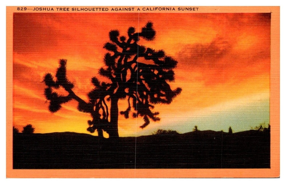 1930s Ancient Joshua Tree Silhouette Against California Sky Vintage Postcard