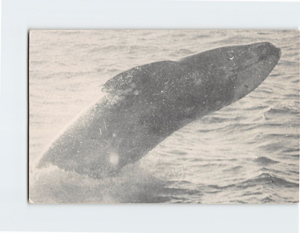 Postcard California Gray Whale Point Loma California USA