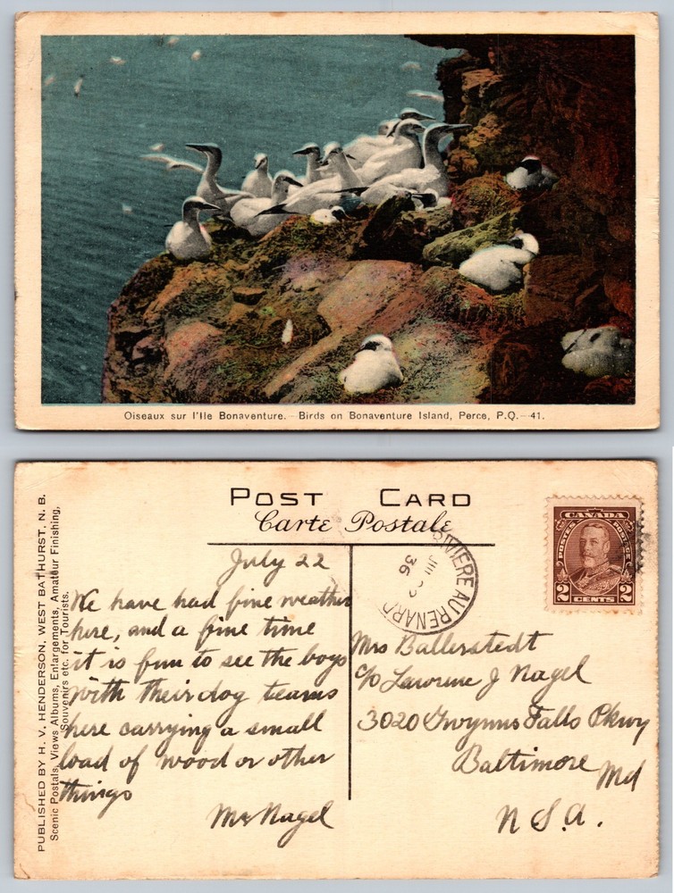 Birds On Bonaventure Island Perce Quebec Postcard