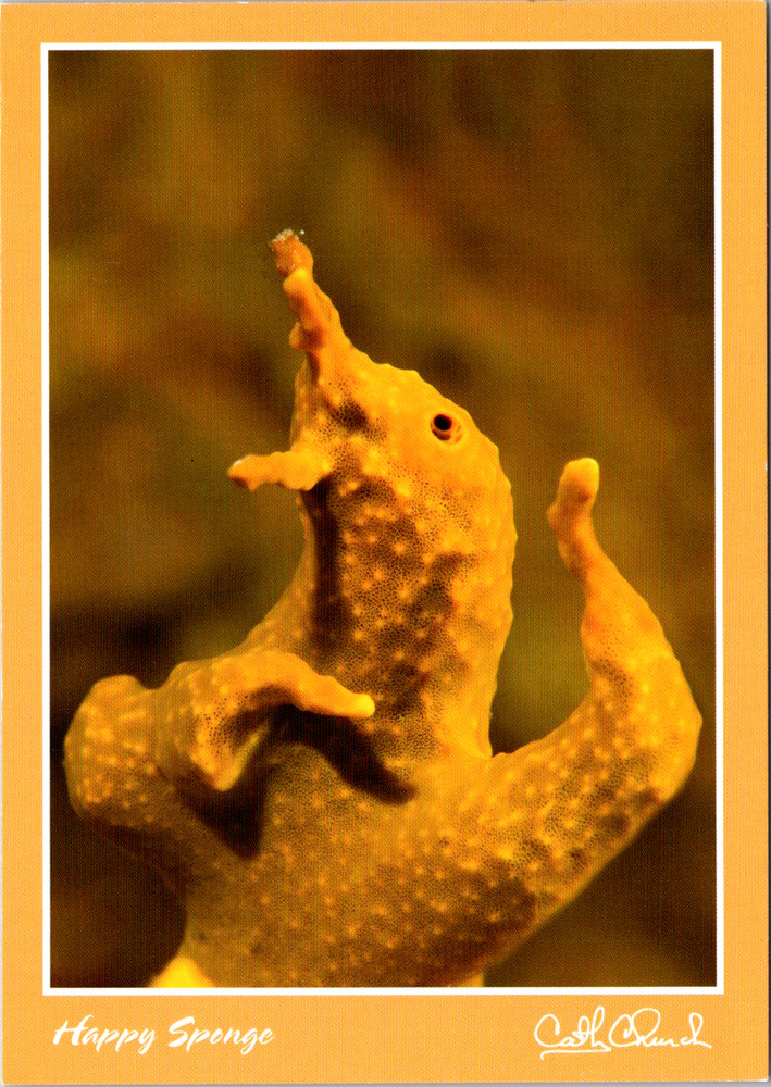 Vintage Postcard Yellow Sponge Happy Coral Closeup Bahamas