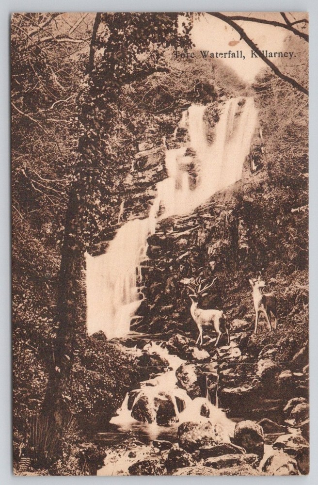 Torc Waterfall Killarney Ireland RPPC Postcard Deer Anthony Publisher