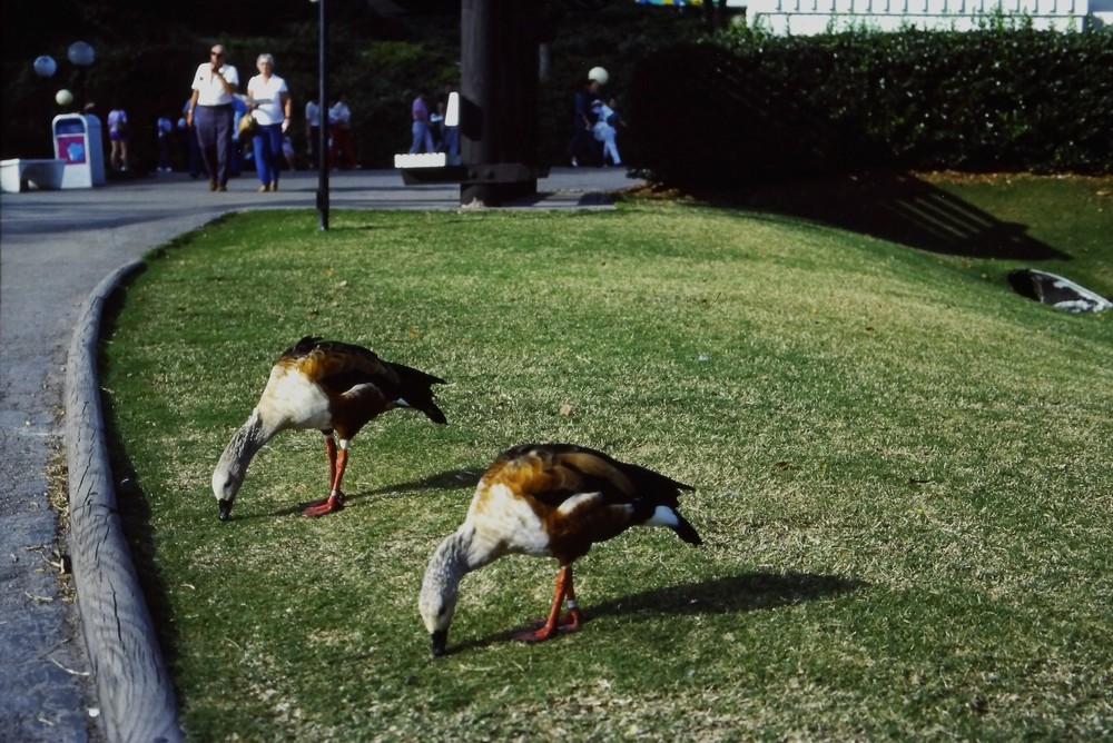 c1980's 35mm Slide Egyptian Geese Park Pathway People Green Grass Man Woman