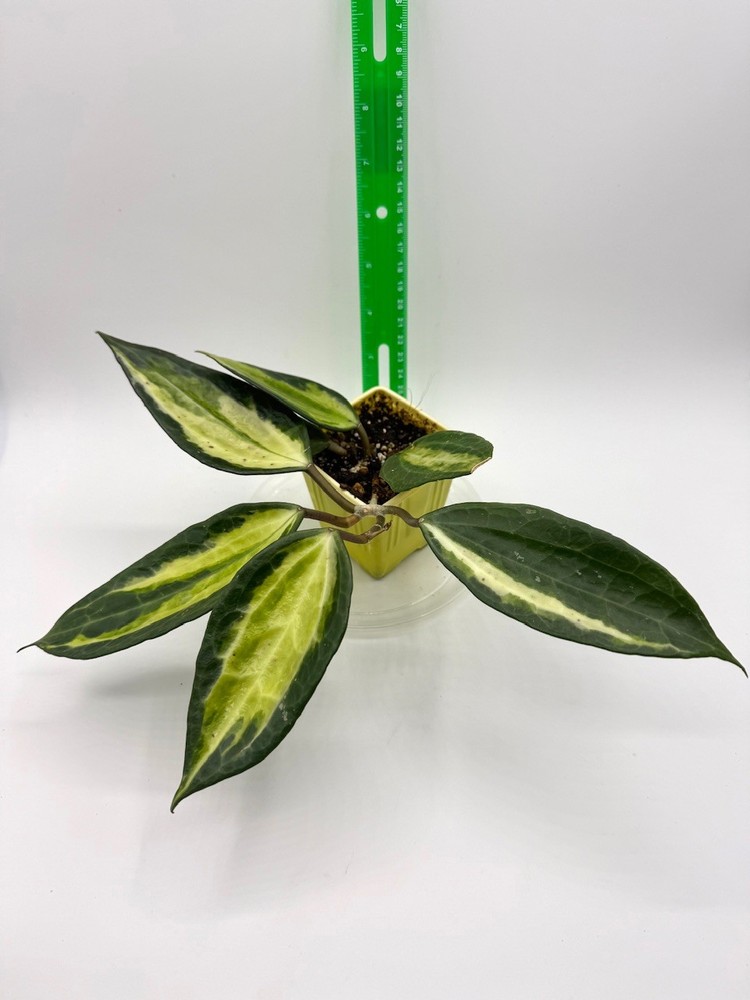 Hoya latifolia Pot of Gold Young Well Rooted Plant