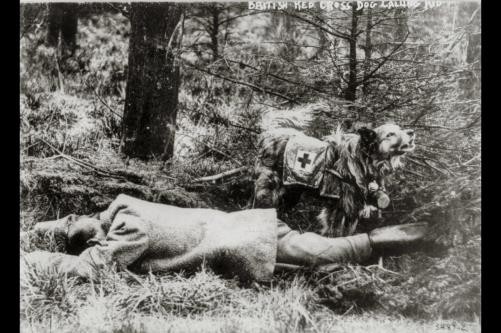 Red Cross dog calling aid - Britain,man lying face down on ground,1916