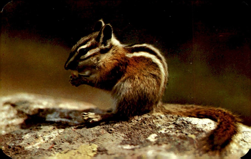 chipmunk, mountains, Clatworthy Colorvues, Sanborn Souvenir Co., Postcard