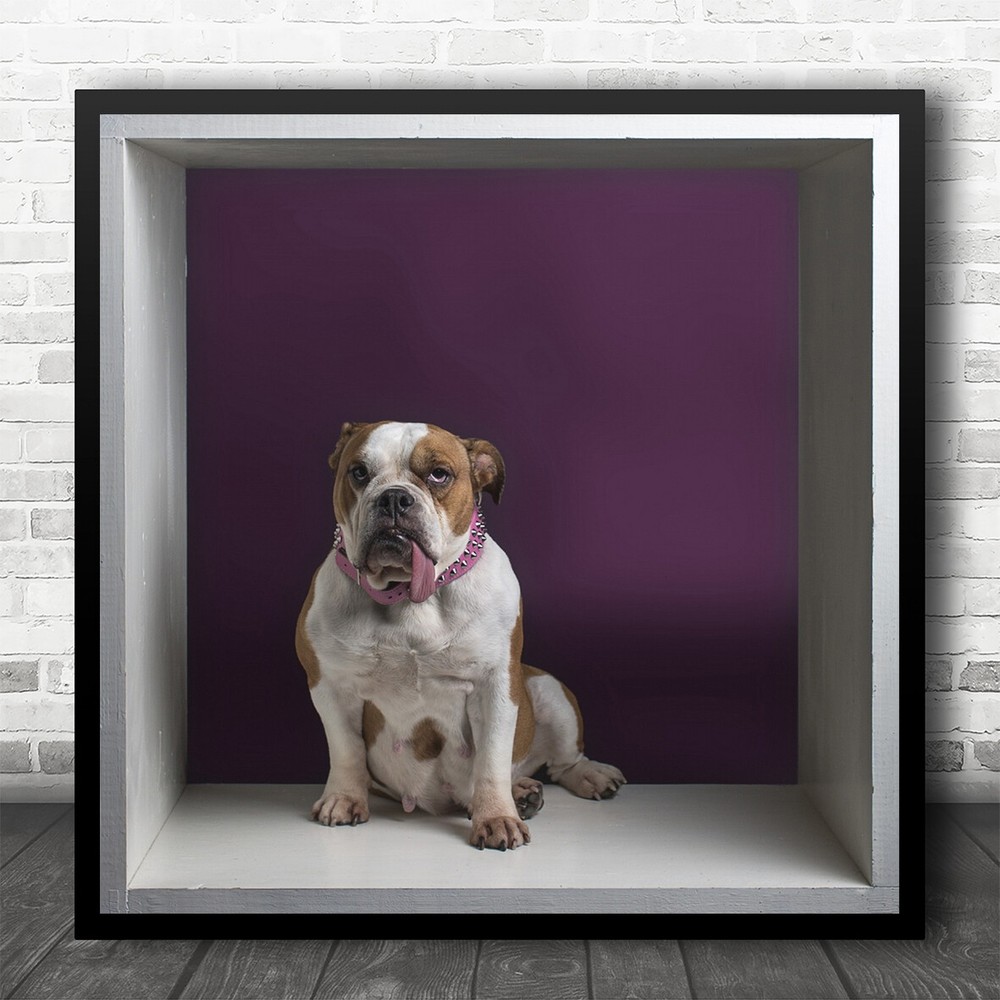 Studio Colour Block Bulldog Square Wall Art Print