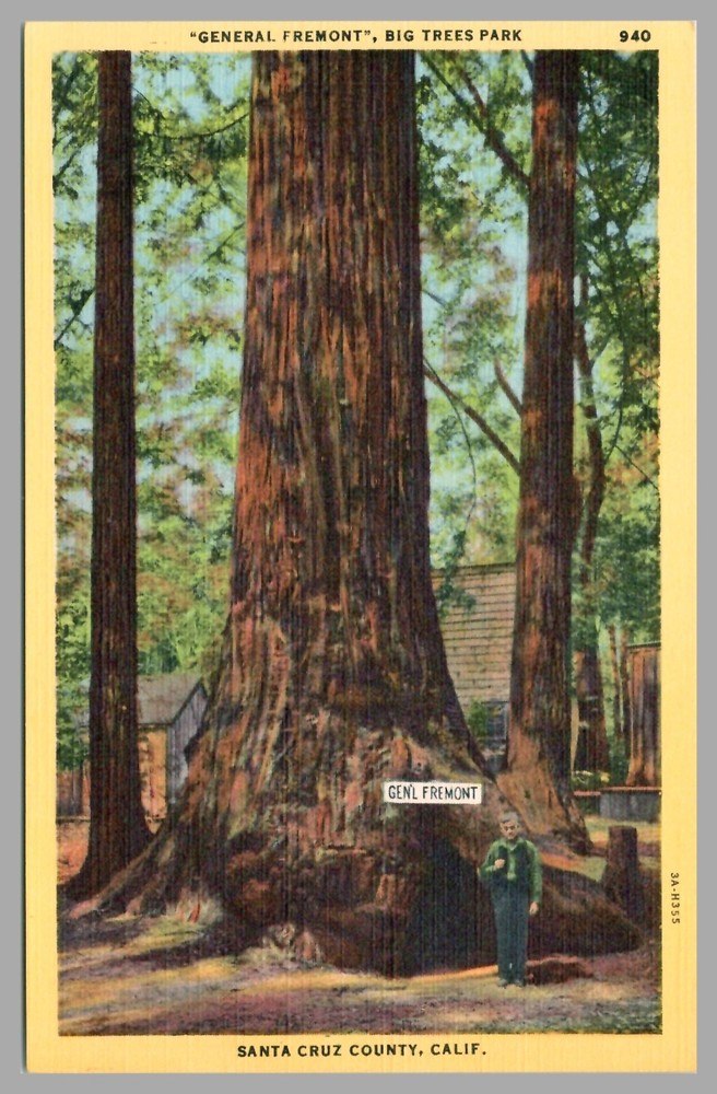 General Fremont Big Trees Park Santa Cruz County California Linen c1940 Postcard