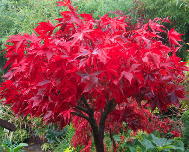 50 Japanese Maple Seeds - Acer palmatum osakazuki - Red Leaves-image