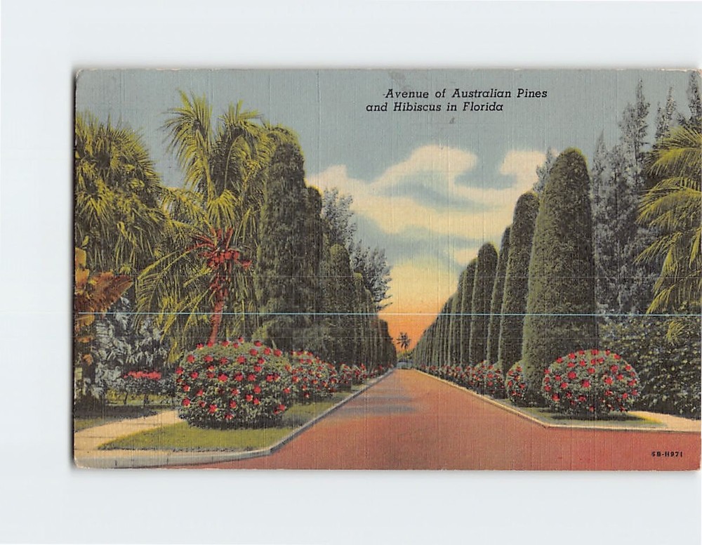 Postcard Avenue of Australian Pines and Hibiscus in Florida USA