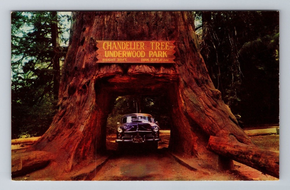 Underwood Park CA-California, Chandelier Drive thru Tree, Vintage Postcard