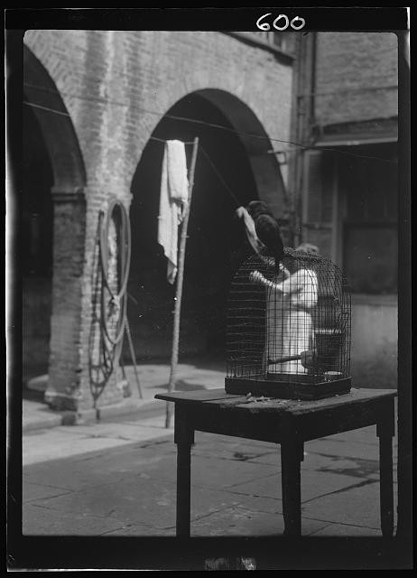 Photo:New Orleans Louisiana 1920s Woman with Bird in Courtyard