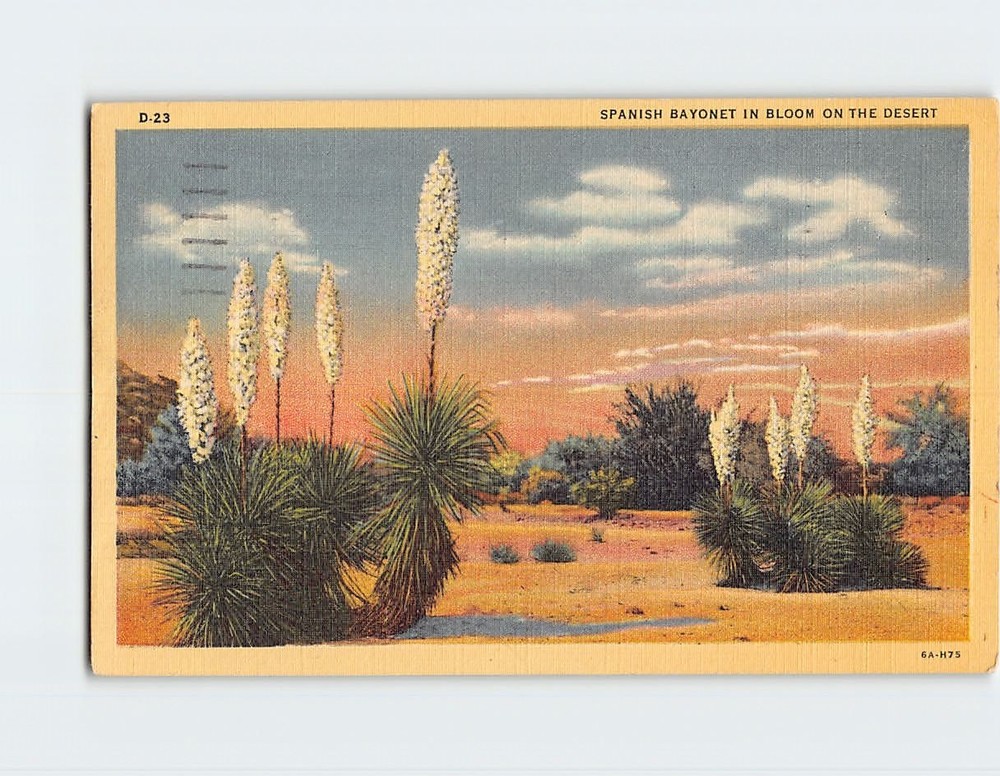 Postcard Spanish Bayonet in Bloom on the Desert