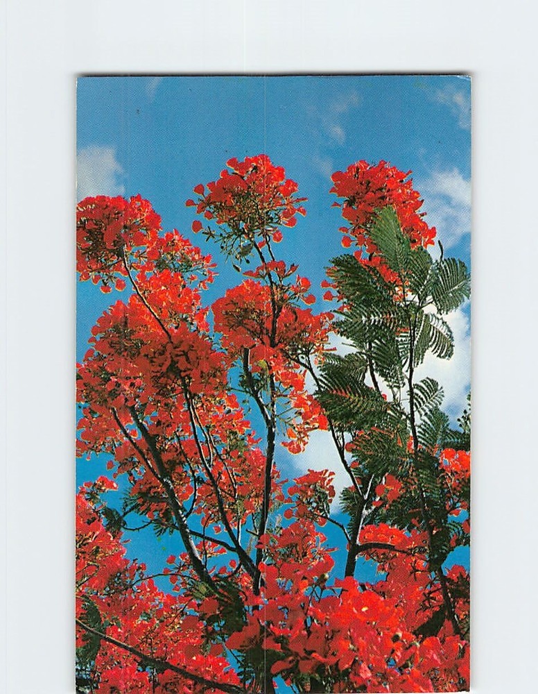 Postcard Royal Poinciana Tree in Full Bloom
