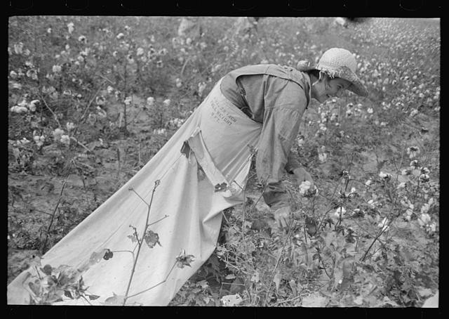Lake Dick Arkansas 1940s Woman Picking Cotton FSA Farm Security Administration