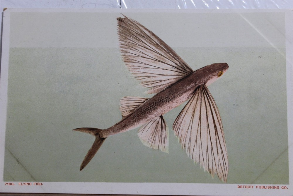 Scenic Flying Fish Postcard Old Vintage Card View Standard Souvenir Postal Post