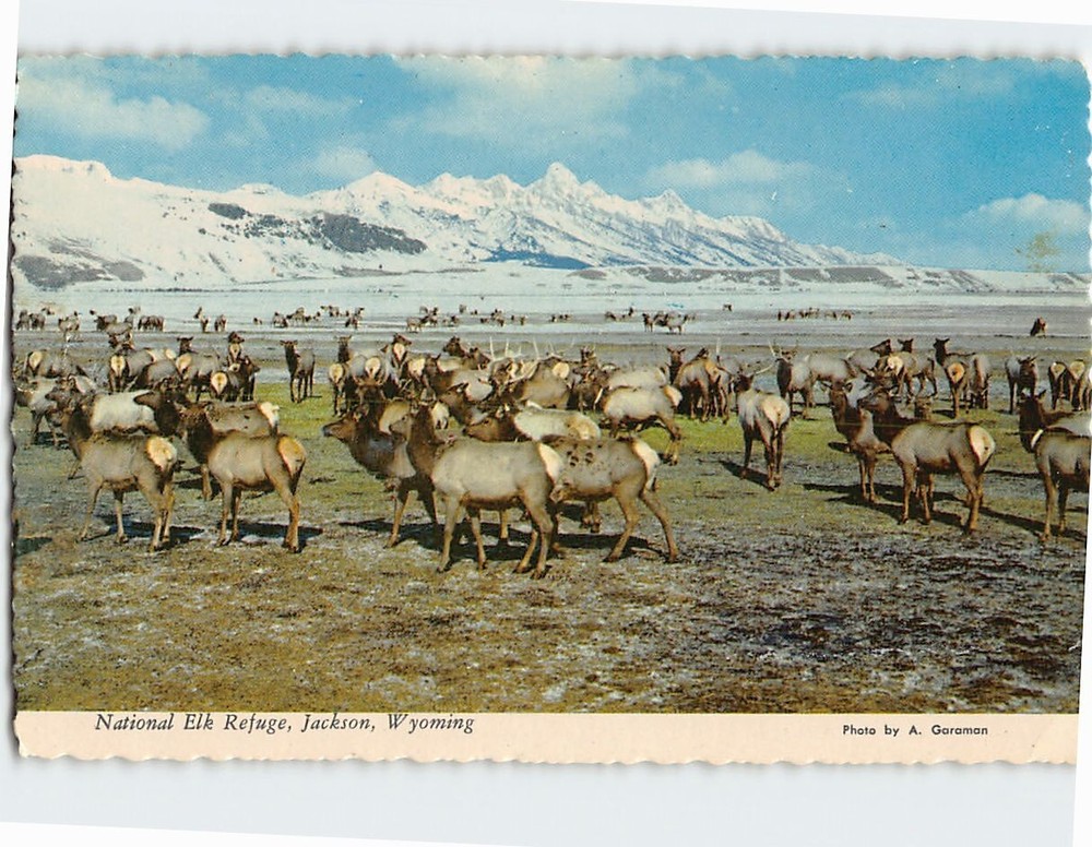 Postcard National Elk Refuge Jackson Wyoming USA