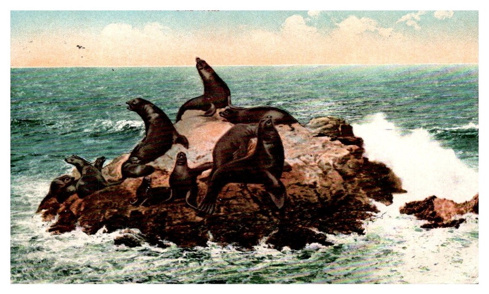 1910 Seals On The Rocks San Francisco California Vintage Postcard