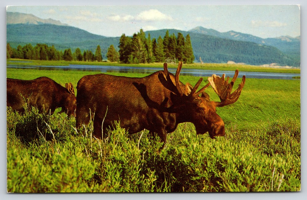 Animal~Bull Moose & Calf~Grand Teton National Park Wyoming~Vintage Postcard
