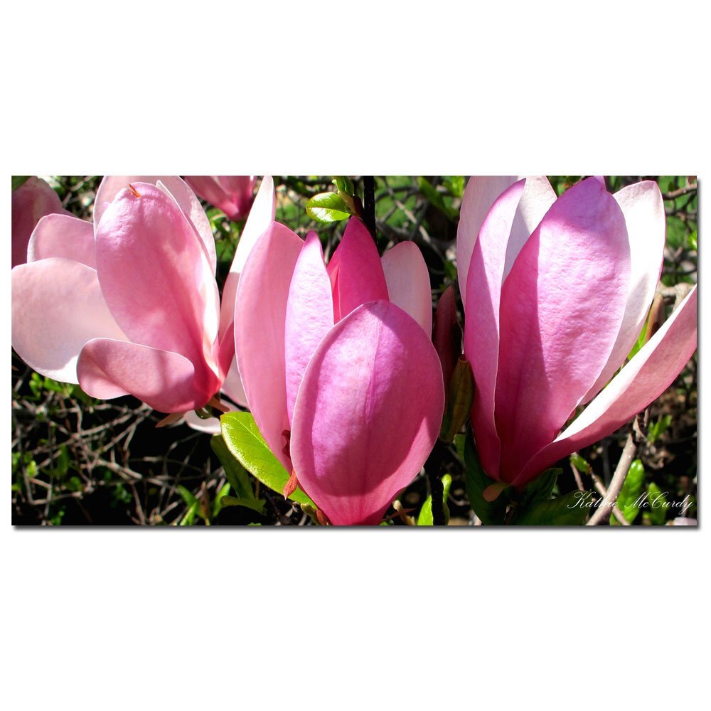 Trademark Art Kathie McCurdy Magnolia Canvas Art 10x19 Inches