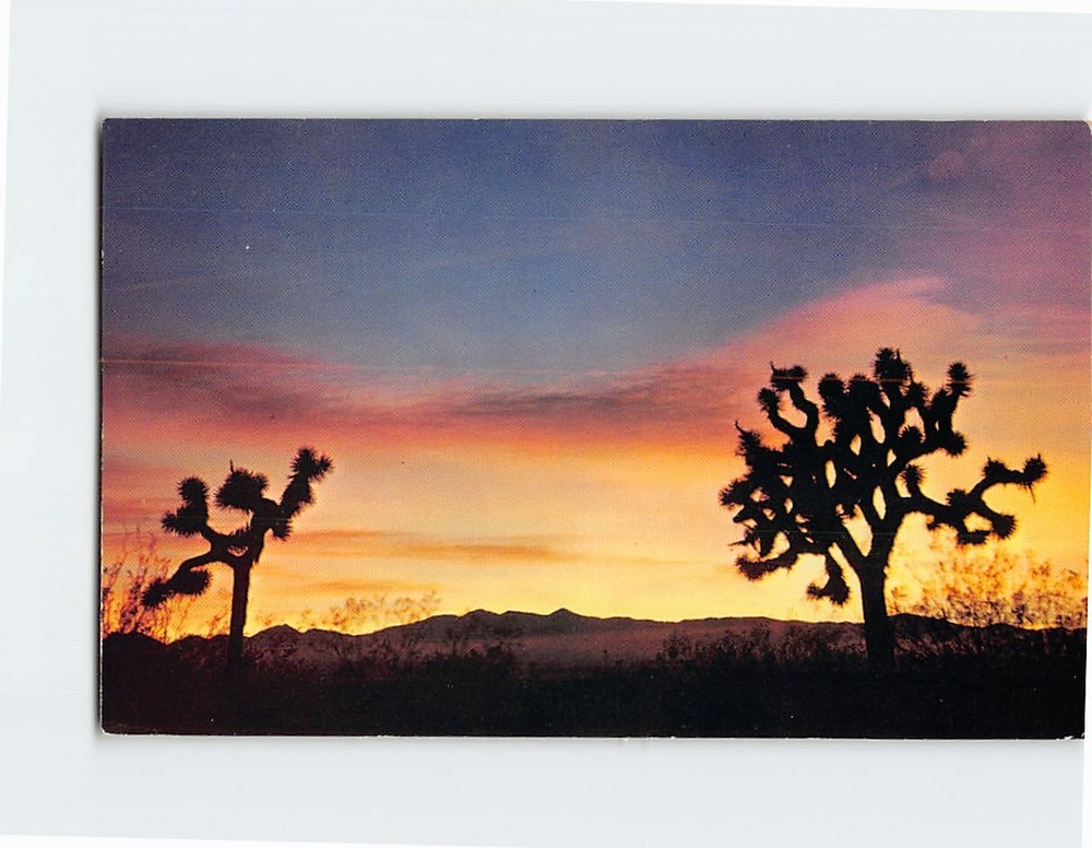 Postcard Joshua Trees Silhouetted Against Sunset Mojave Desert California USA