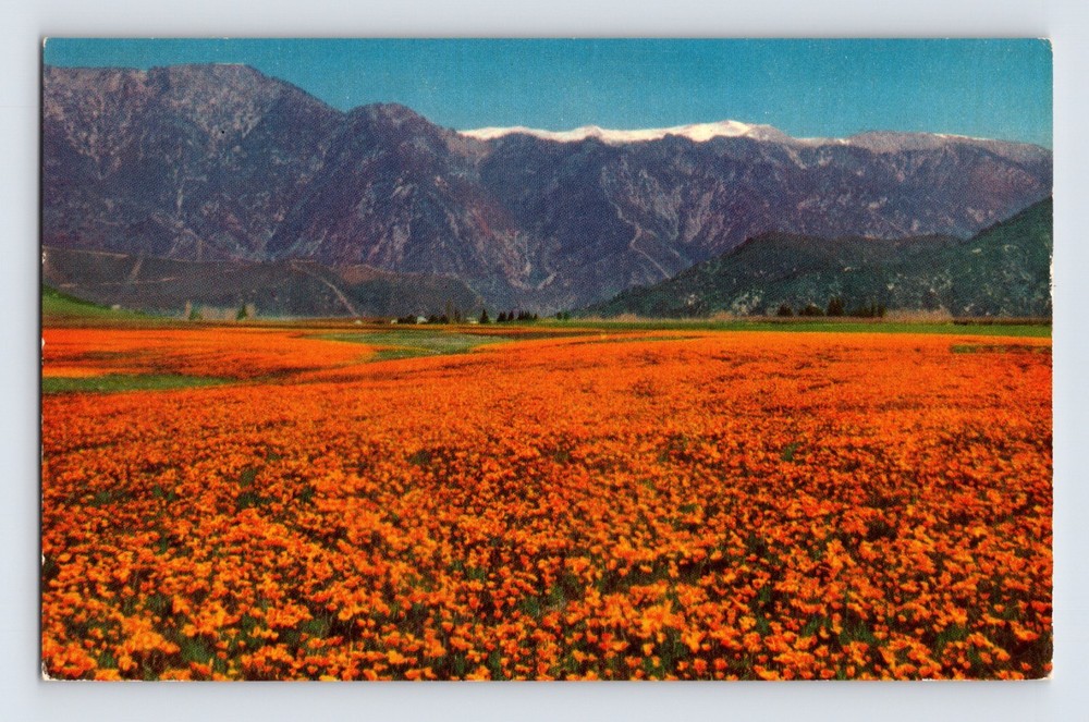 Postcard California CA Golden Poppy Wild State Flower Field 1960s Unposted