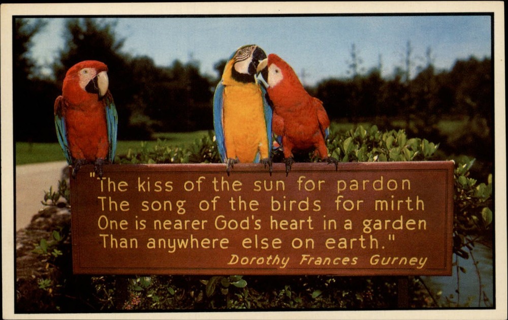 Song of Birds Poem Parrots Busch Gardens Tampa Florida ~ 1950s-60s postcard