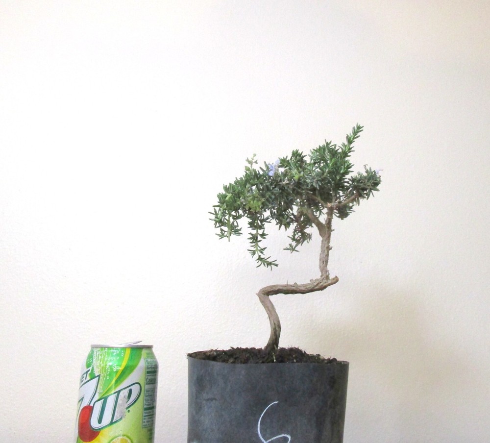 Rosemary tree for unique flowering mame shohin bonsai  #6