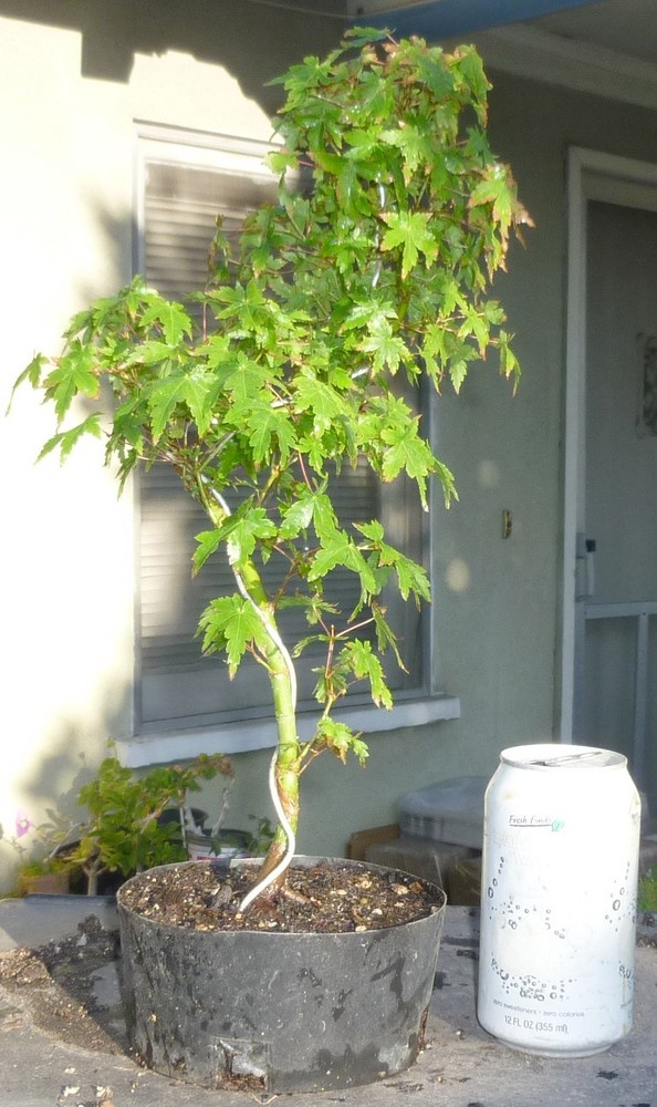 Green Japanese Maple Pre Bonsai Dwarf Kifu Nice Movement Trunk Acer palmatum-image