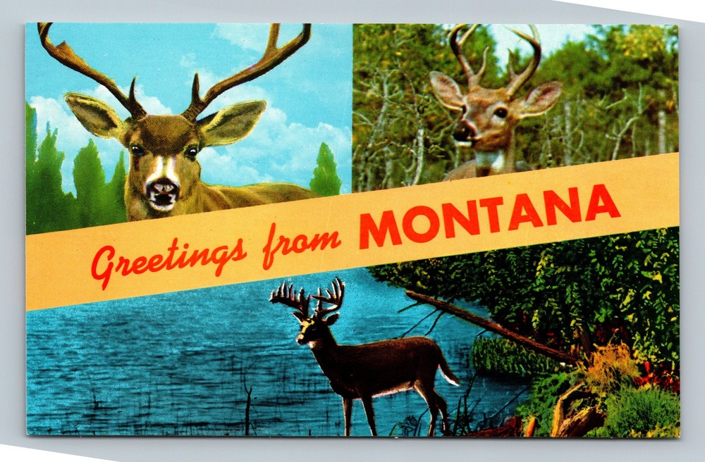 Greetings from Montana deer multiview banner postcard