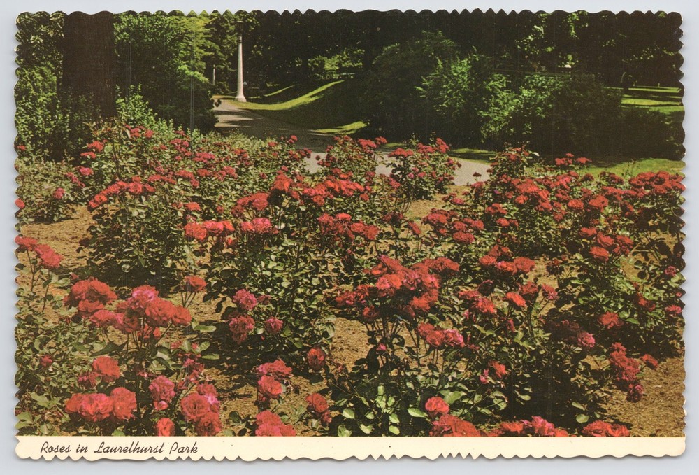 Portland Oregon~Roses In Laurelhurst Park~Continental Postcard