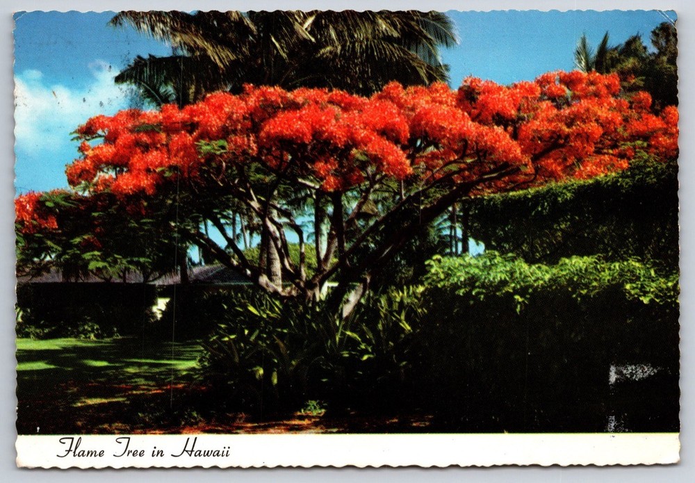 Postcard Flame Tree in Hawaii Royal Poinciana Flowers HI USA Posted 1976