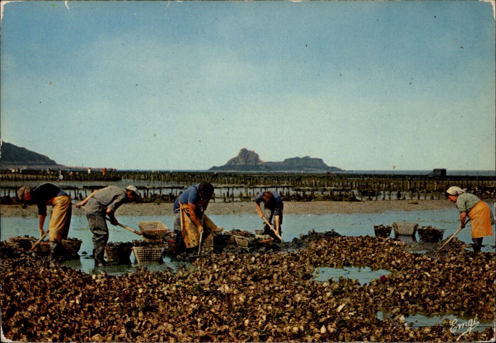 Oyster Harvesting Cancale Brittany France vintage postcard r467