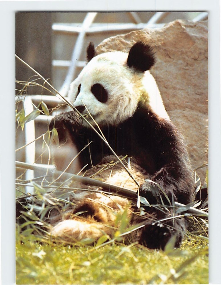 Postcard Panda mit Bambus Zoologischer Garten Berlin Germany