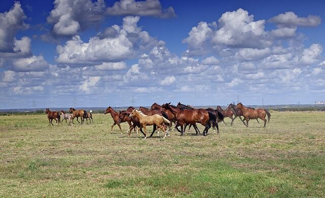 Photo:Venus Texas Cannon Quarter Horse Ranch 2014 Horses Herd in Pasture