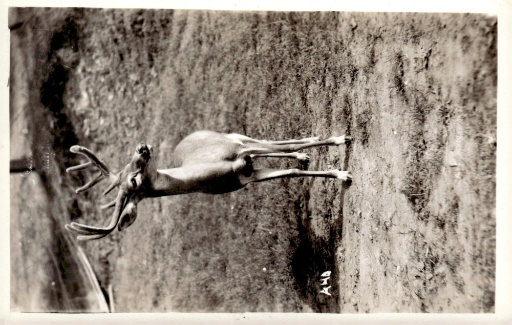 1940s Whitetail Buck Deer Wildlife Nature Study Real Photo RPPC Postcard