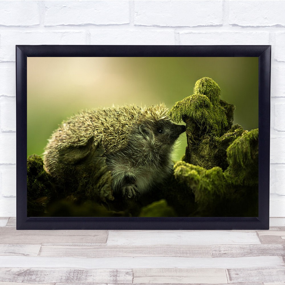 Hedgehog Ii Jezko Green Animal Slovakia Animals Cute Wall Art Print