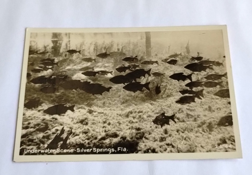 1930s Fish Swimming Underwater Silver Springs Florida FL RPPC Photo Postcard