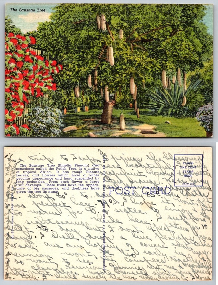 Vintage Sausage Tree Kigelia Pinnata Linen Postcard Miami Florida