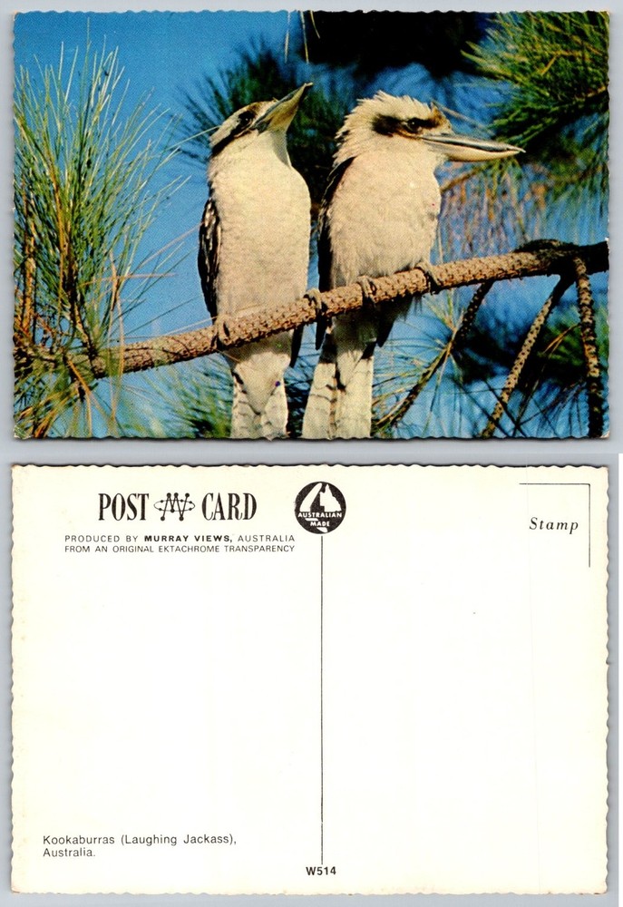 Vintage Kookaburras Australia Postcard Murray Views Ektachrome W514
