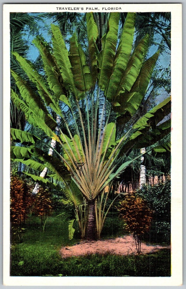 Vtg Linen Postcard Traveler's Palm Plant Florida, US 1940s
