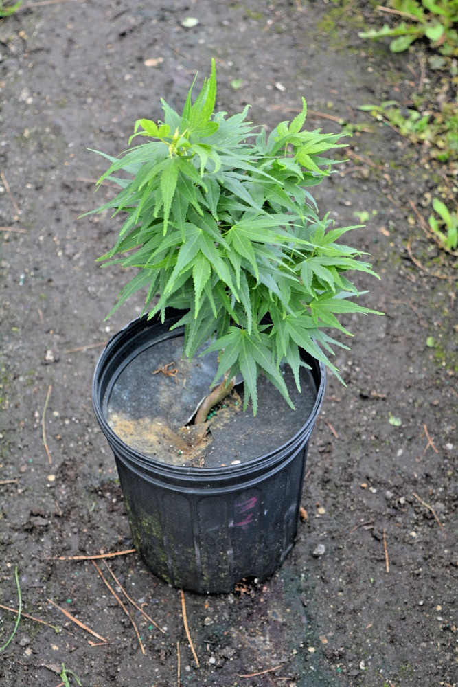 Acer palmatum 'Mikawa yatsubusa' Dwarf Japanese Maple 1gal READ DESCRIPTION-image